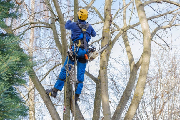 Trusted Lopezville, TX Tree Removal Services Experts